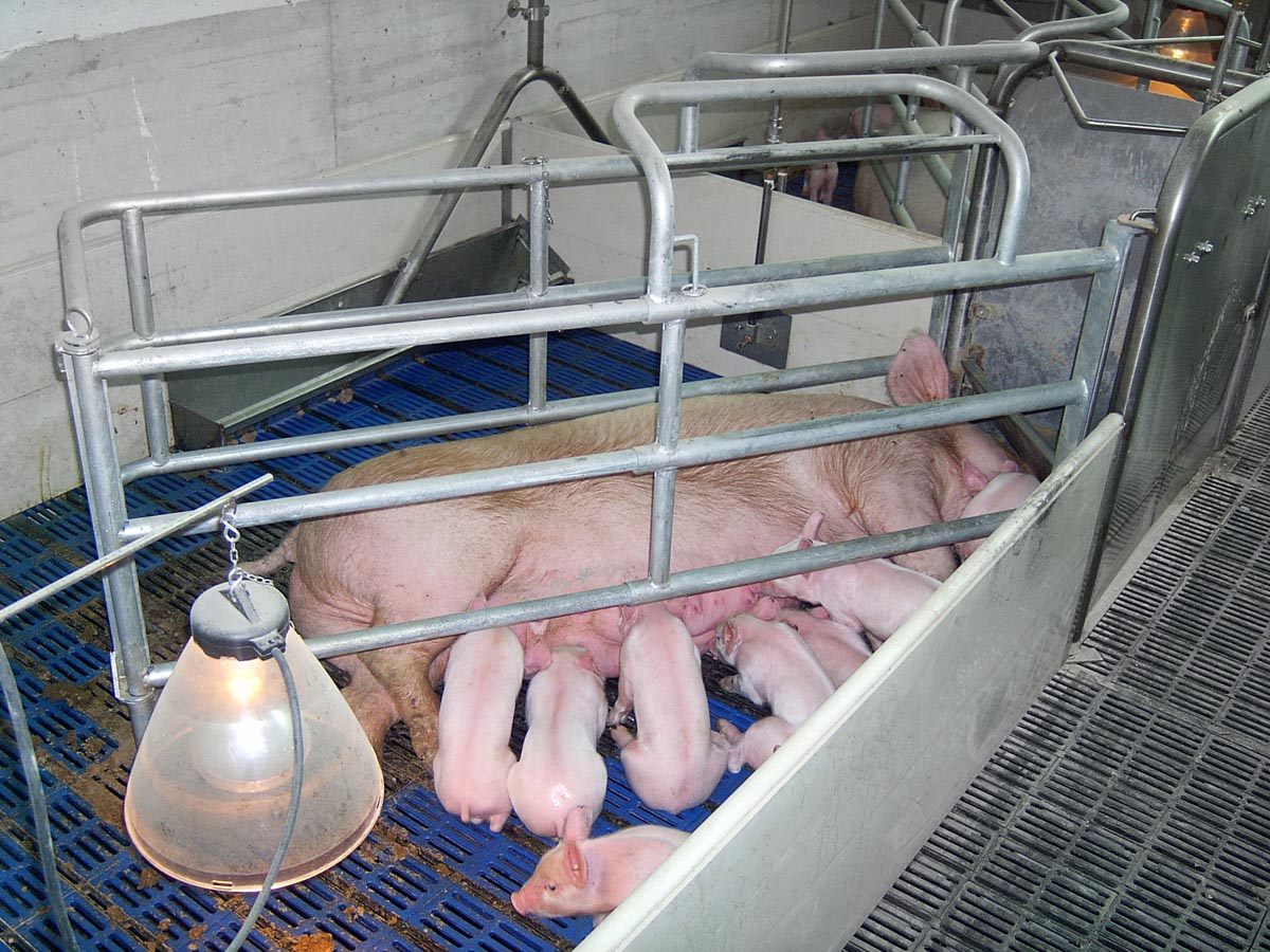 BOX PARTO AGB 2.0 FREE farrowing system