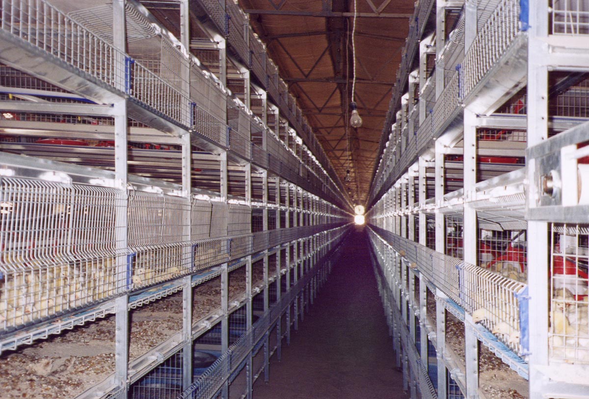 Attrezzatura avicola 17